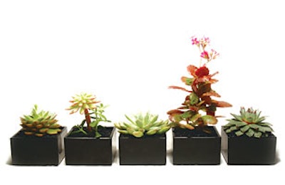 New company Succulent provides a variety of species.
