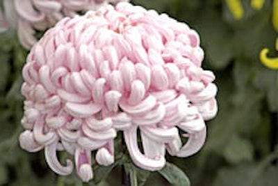 Ogiku, or single stem, Japanese chrysanthemums are part of the New York Botanical Garden's 'Kiku ' show.