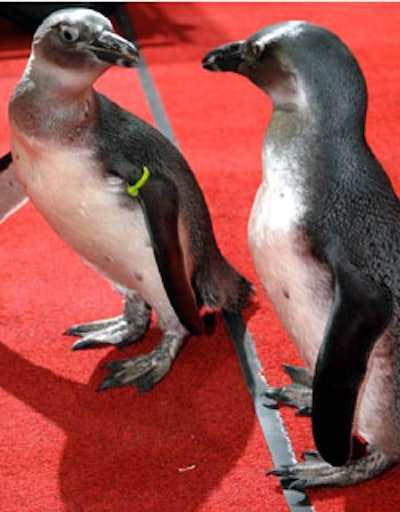 Resident penguins at the Florida Aquarium making an appearance at an event.