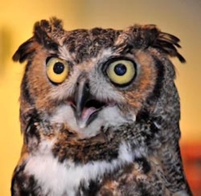 The aquarium's resident great horned owl, Hootie, mingled with event guests while perched on his handler's arm.