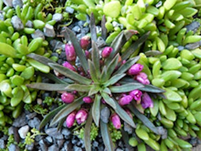 An Alive Structures planter