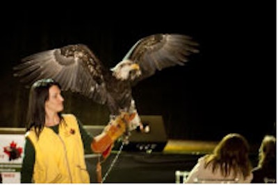Rocco, a four-year-old bald eagle, spread his wings for Ellie Dufresne, education director of the Canadian Raptor Conservancy.