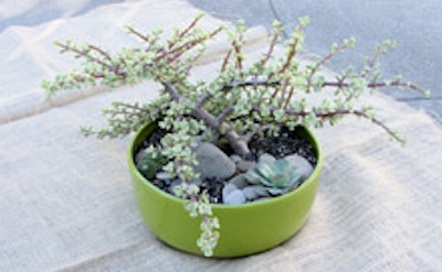 A potted succulent from Living Arrangements