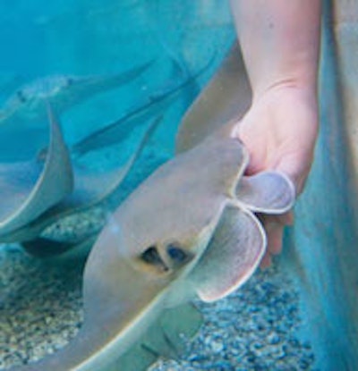 Stingrays at the Toronto Zoo