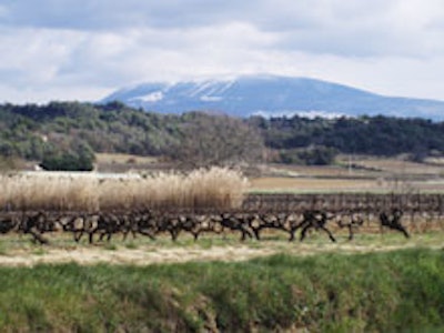 A vineyard in Provence, which produces wines for First Vine