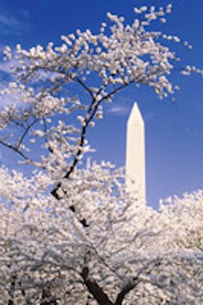 National Cherry Blossom Festival