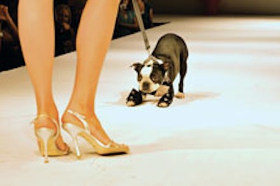 Fashion for Paws