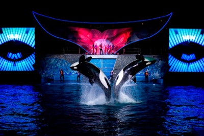 Two killer whales performing during the Shamu Rocks show