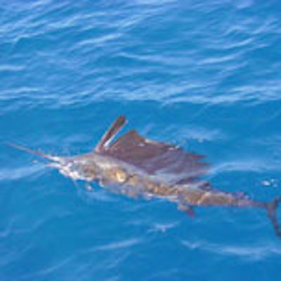 R782437sailfish2 01