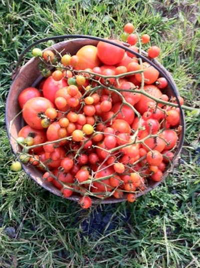 Tomatoes from Well Dunn's Rappahannock County farm plot