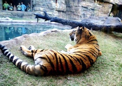 A multilevel Bengal tiger habitat was created to allow guests of the theme park to interact safely with the big cats.