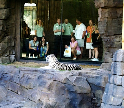 Guests of the tiger exhibit at Jungala can have an up-close-and-personal experience with the residents, thanks to the large exhibit-level glass windows.