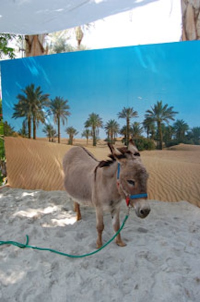 Guests at Anthem's party could take photos with a mild-mannered donkey against a kitschy tropical backdrop.