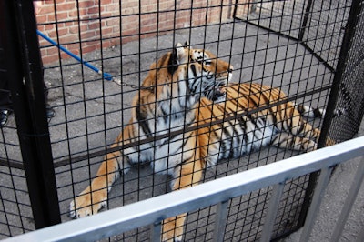 A 400-pound Bengal tiger from the Bowmanville Zoo sat outside the club's entrance to surprise guests.