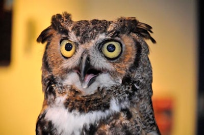 The aquarium's resident great horned owl, Hootie, mingled with event guests while perched on his handler's arm.