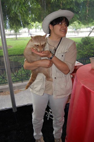 Staging areas throughout the cocktail tent allowed guests to observe creatures (including a redheaded raccoon) from Amazing Animals by Samantha.