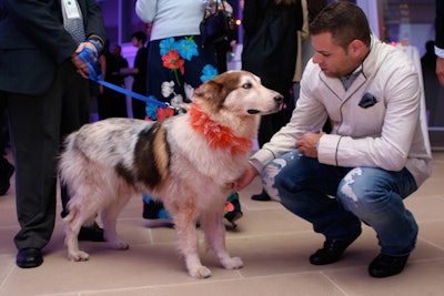 A.S.P.C.A. volunteers acted as handlers for the well mannered dogs, bringing them to guests throughout the evening.