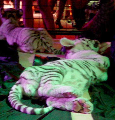 Two baby white tigers were on display poolside, adding a unique entertainment and decor element to the event.
