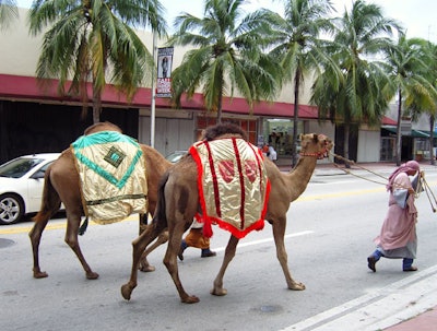 AOM Events had two camels walking down Collins Avenue in Miami Beach as part of the Moroccan-themed good-bye luncheon for the Ritz-Carlton Hotel's weeklong sales training program.