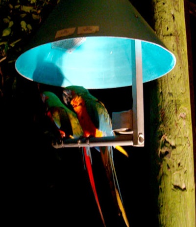 Parrots perched on lights along the pathway to the Treetop Ballroom talked to guests as they walked by.