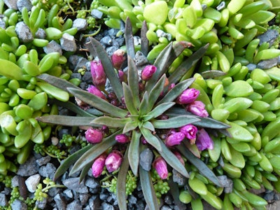 The planters contain a variety of succulents, saxifrages, and alpine flowers.