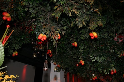 The tree was well hung with mangoes and lanterns.