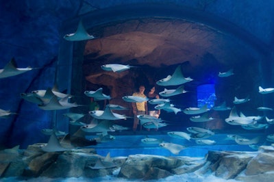 The cave-like aquarium area can host 300 for a reception.
