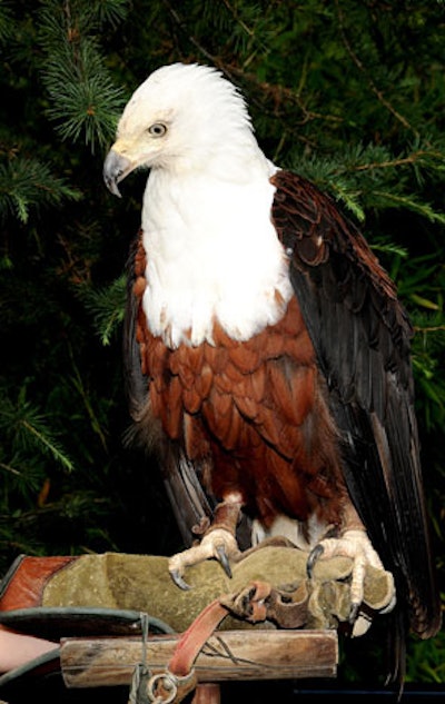 Attendees of the Beastly Ball have access to the zoo's animals, both in enclosures and in keepers' arms.