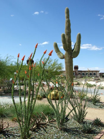 Springs Preserve's desert botanical landscape