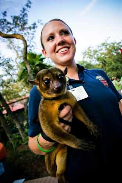 V.I.P. guests met various inhabitants of the zoo, including this kinkajou named Mialita.