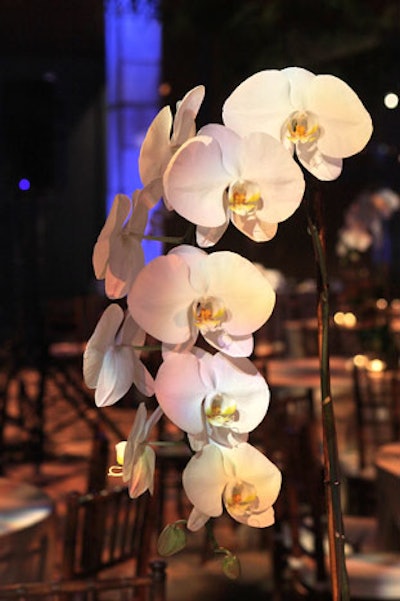 Tall white orchids with sprays of orange kalanchoe at their base sat in square wooden planters.
