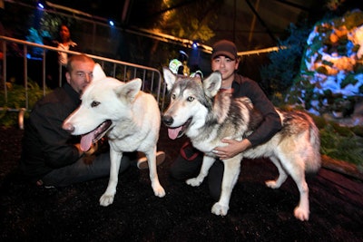 Handlers wrangled two penned wolves from Animal Actors in the party tent.