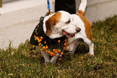 Organizers laid a patch of grass on the terrace for guests to walk their dogs on.