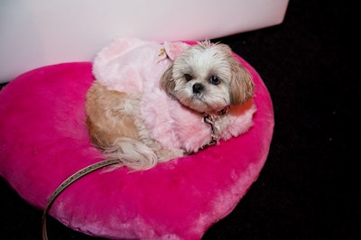 Heart-shaped dog beds were on hand for those who expended too much energy eating.