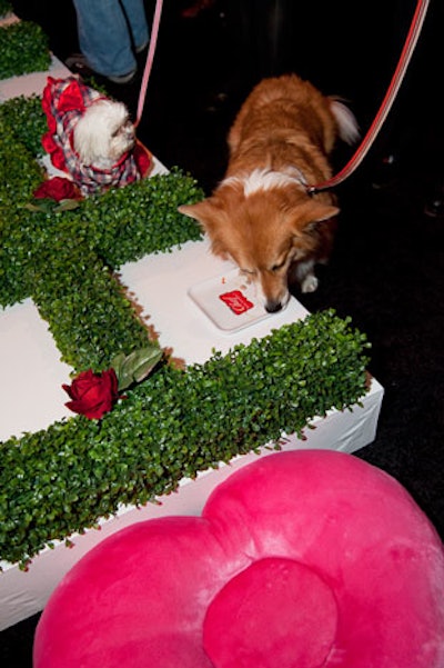 Some dogs used the table for eating, while others thought it better suited for sitting.