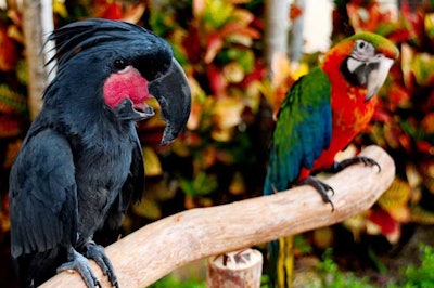 Simbad's Birds and Pets brought two breeds of parrots to pose for pictures with guests.