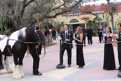 The zoo showed off its Gypsy Vanner stallion during the cocktail reception.
