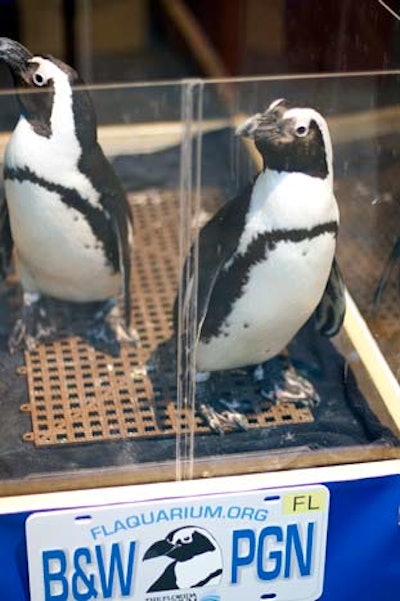 The aquarium offered penguin encounters to guests.