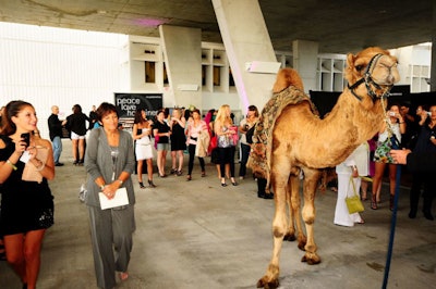 An animal trainer walked a camel through the event so guests could snap photos.