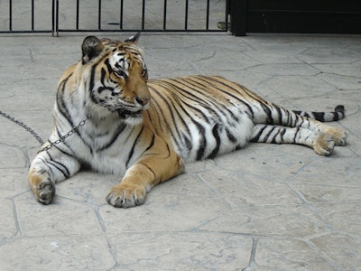 Wildlife Waystation provided a tiger and other animals.