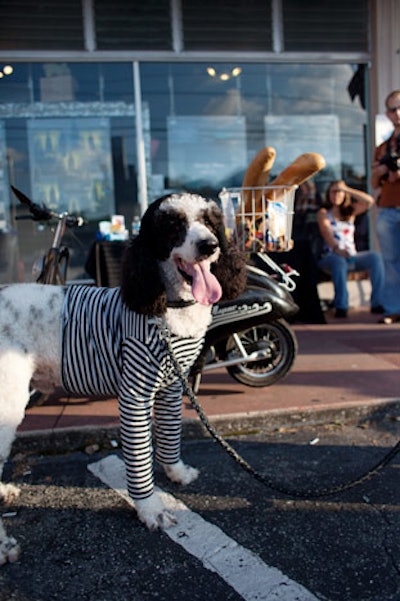 Non-poodle contestants donned French-style attire for their judging.
