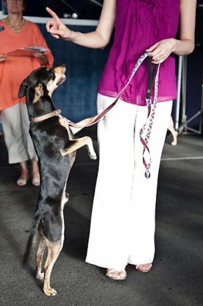 This year's outdoor venue meant that the dogs could mingle with their owners for the first time.