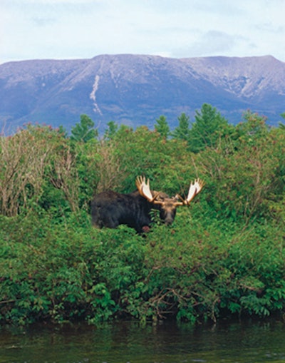 In addition to water activities, the New England Outdoor Center offers moose-watching tours.
