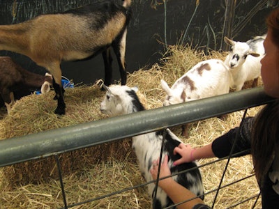 To accompany the Fabulous Beekman Boys set up at Henri Bendel, Animals for Advertising brought in six live goats and placed them in a pen strewn with hay.