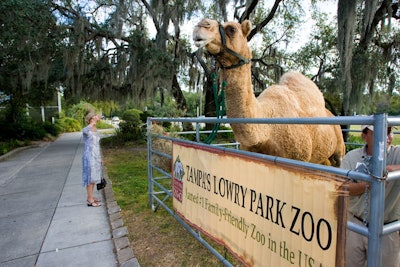 Tampa's Lowry Park Zoo provided camels for the event.