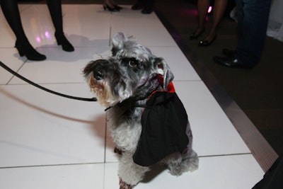 A furry vampire joined guests in the Boston Design Center's lobby and in a courtyard tent.