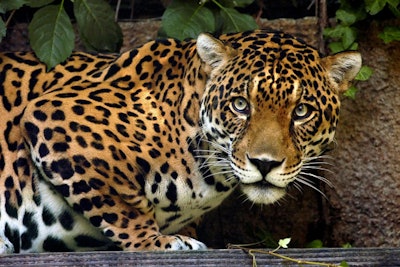 The Greater Los Angeles Zoo Association's A.D.O.P.T. program raises money to support endangered species and wildlife around the world; a gift recipient may become an adoptive parent to a different zoo animal each month.