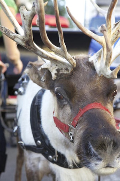 Two live reindeer made for a popular photo op.
