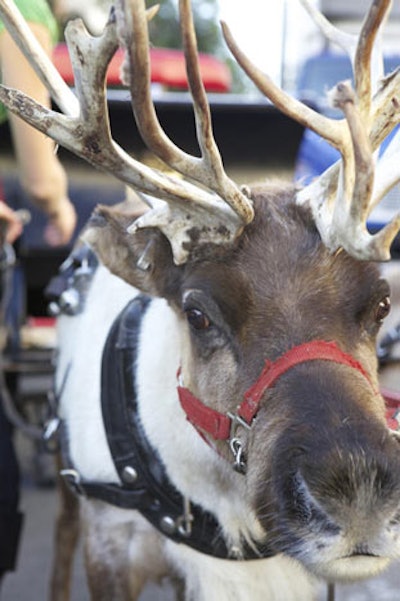Two live reindeer made for a popular photo op.