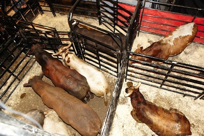 To accommodate the competition's dozens of bulls, the Professional Bull Riders took out one complete side of seating in Madison Square Garden. The pens, measuring 30 feet wide by 85 feet long, were subdivided into smaller pens based on the bulls' temperament.